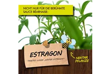 Bio Estragon Kräutertopf 12 cm Estragon