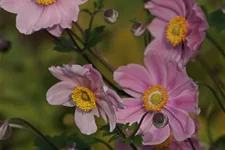 Filzige Herbst-Anemone 'Serenade' 9 x 9 cm Topf 0,5 Liter