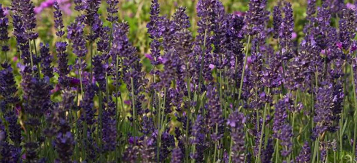 Lavendel 'Essence Purple' 9 x 9 cm Topf 0,5 Liter