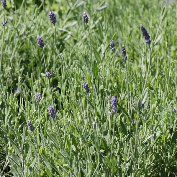 Lavendel 'Ellagance Purple'