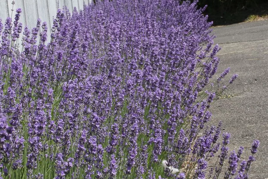 Kompaktwachsender Lavendel 'Dwarf Blue' 9 x 9 cm Topf 0,5 Liter