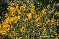 Stauden-Sonnenblume 'Monarch' 1 Liter Topf