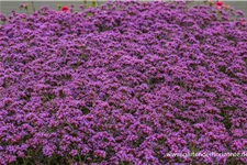 Patagonisches Eisenkraut 'Schmetterlingspflanze' 9 x 9 cm Topf 0,5 Liter