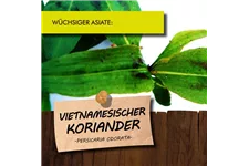 Bio Vietnamesischer Koriander Kräutertopf 12 cm Vietnamesischer Koriander