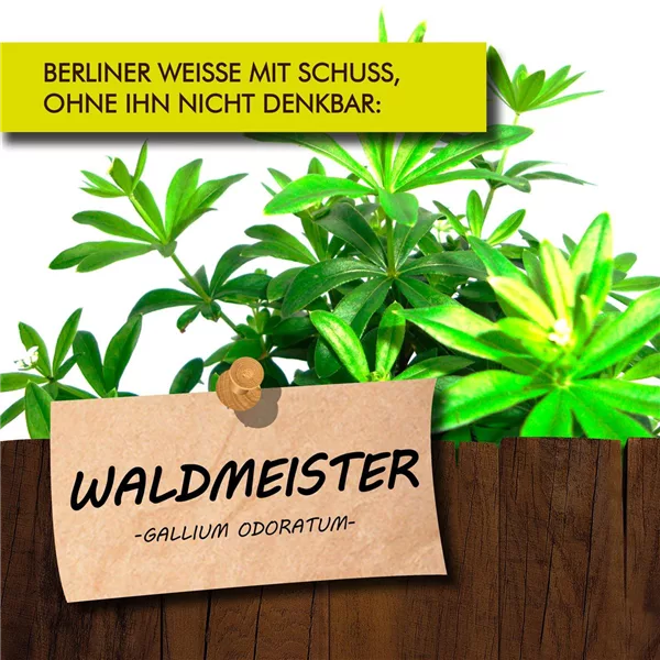 Bio Waldmeister