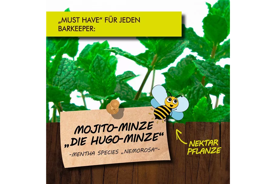 Bio Mojito-Minze 'Hugo'-Minze Kräutertopf 12 cm Mojito-Minze 'Hugo'-Minze