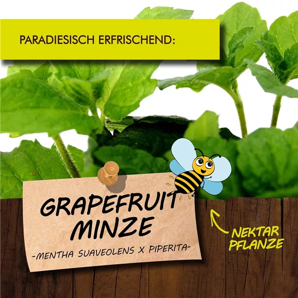 Bio Grapefruit-Minze