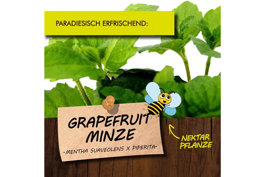 Bio Grapefruit-Minze Kräutertopf 12 cm Grapefruit-Minze