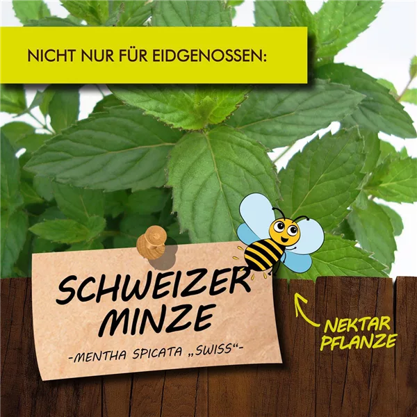 Bio Schweizer Minze