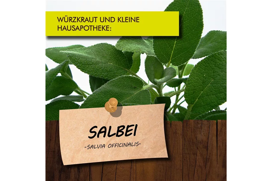 Bio Salbei Kräutertopf 12 cm Salbei
