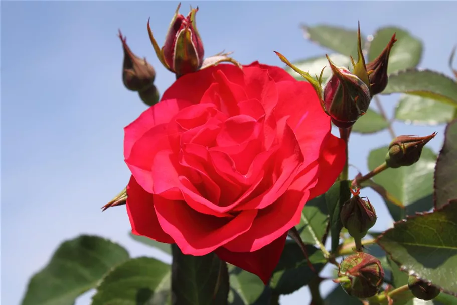 Beetrose 'Black Forest Rose'® ADR 4 Liter Topf