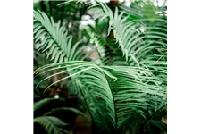 Floragard Aktiv Grünpflanzen- und Palmenerde 1 Sack x 20 Liter