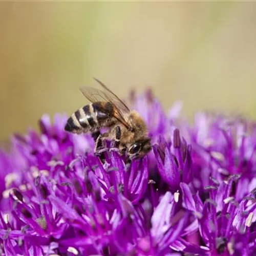 Bienenfreundliche Sommerblumen erfreuen jeden