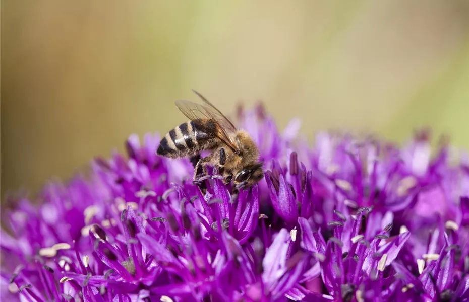 Bienenfreundliche Sommerblumen erfreuen jeden
