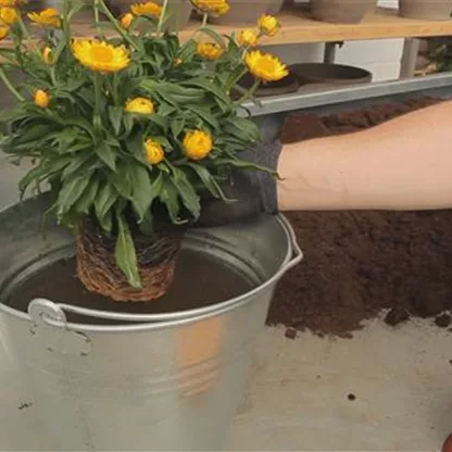 Strohblume - Einpflanzen in ein Gefäß