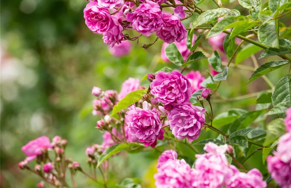 Rosenpflege – pflanzen, schneiden, düngen