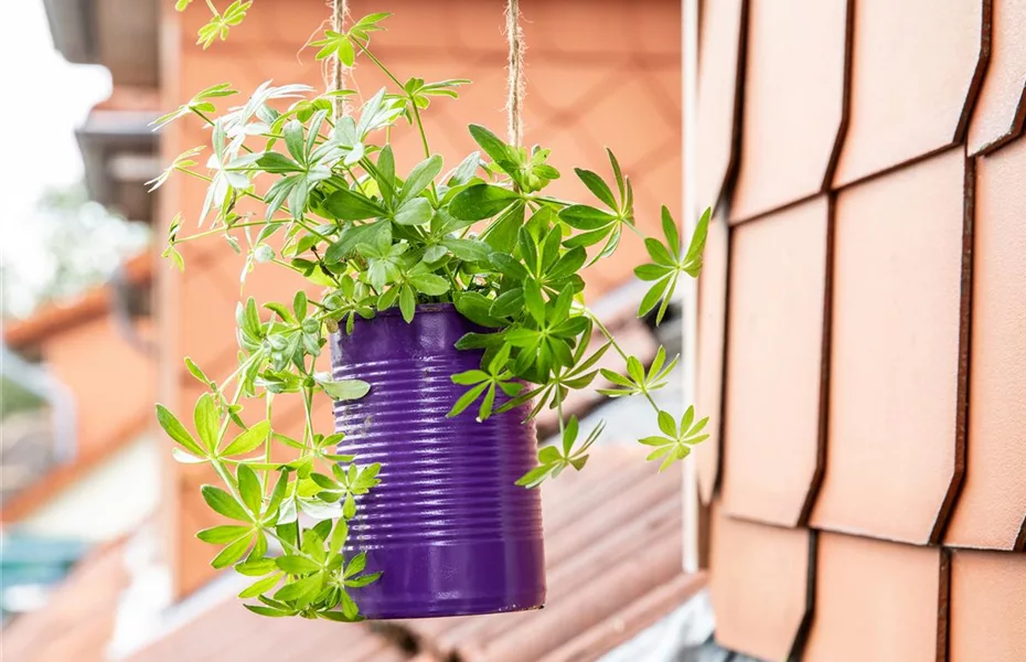 Gemüse auf dem Balkon pflanzen!