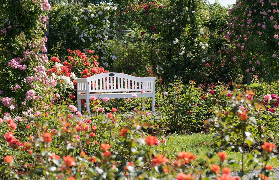 Der Rosengarten – schlichte Eleganz und tolle Düfte