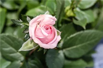 Das Einmaleins der Rosenpflege – von Schneiden bis Düngen