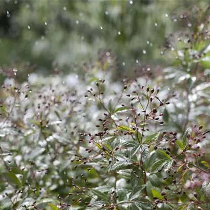 Durstige Pflanzen einfach mit Regenwasser gießen