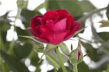 Im Oktober Rosen pflanzen verspricht den größten Erfolg