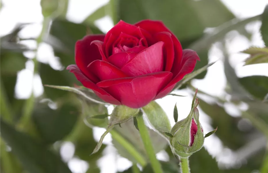 Im Oktober Rosen pflanzen verspricht den größten Erfolg