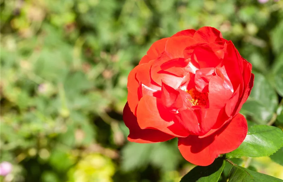 Clematis und Rosen gehören zu den Traumpaaren im Garten