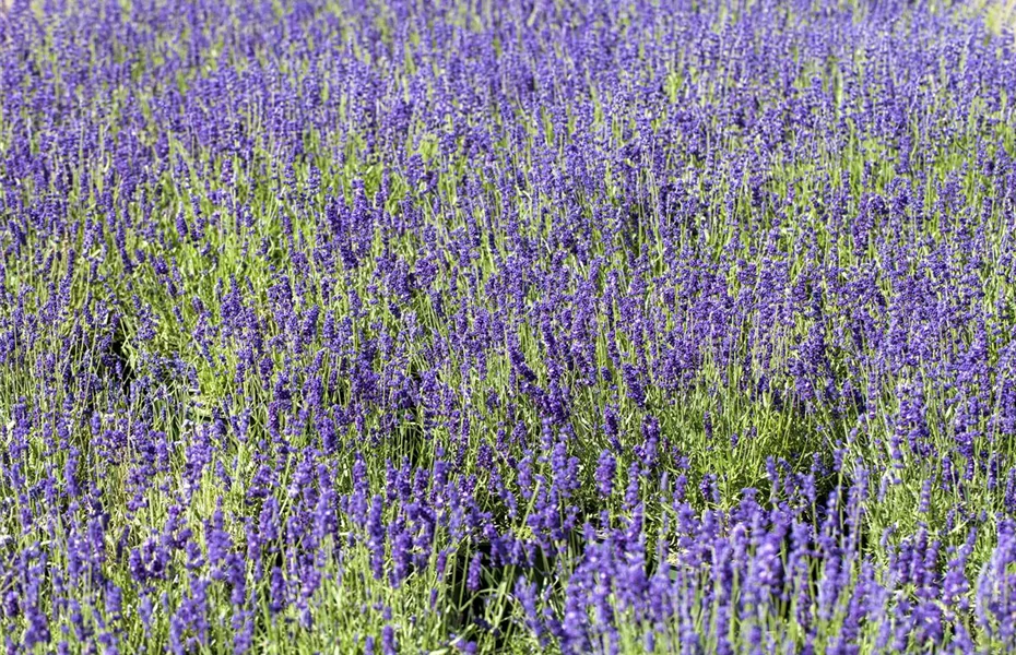 Lavendel - alter Gartenbewohner mit Aroma