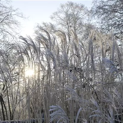 Winterharte Gräser blühen bei Frost auf