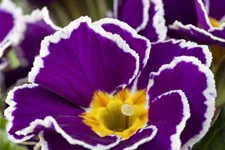 Primel 'Sirococco Lilac' 11 cm