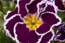 Primel 'Sirococco Lilac' 11 cm