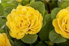 Rosen-Primel 'Buttercup Yellow' 12 cm