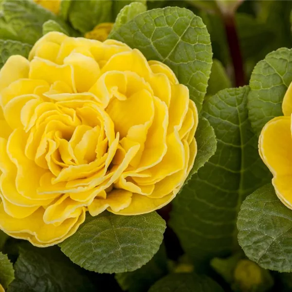 Rosen-Primel 'Buttercup Yellow'