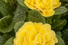 Rosen-Primel 'Buttercup Yellow' 12 cm