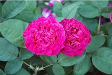 Strauchrose 'Rose de Resht' 5 Liter Topf
