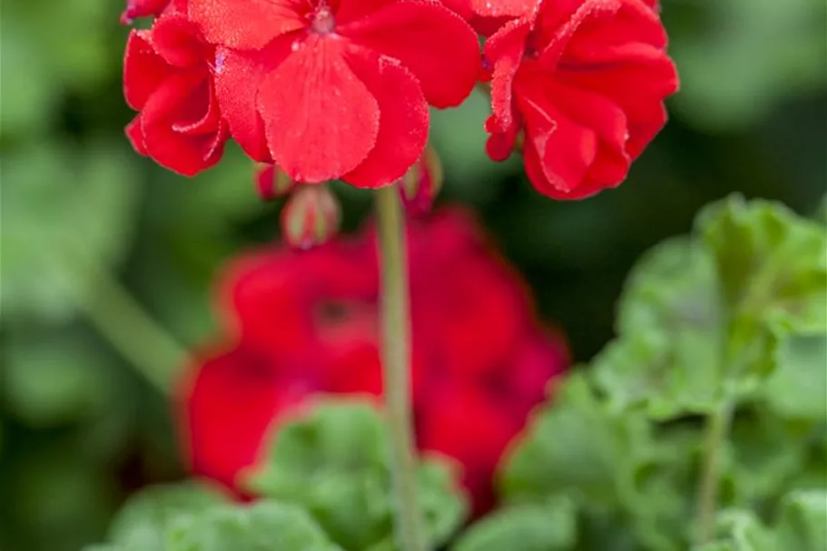 Geranie stehend 'Carlos', rote Blüte 12 cm