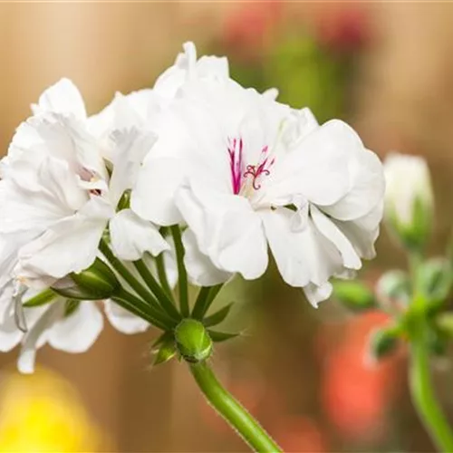 Geranie stehend 'Isabella', weiße Blüte
