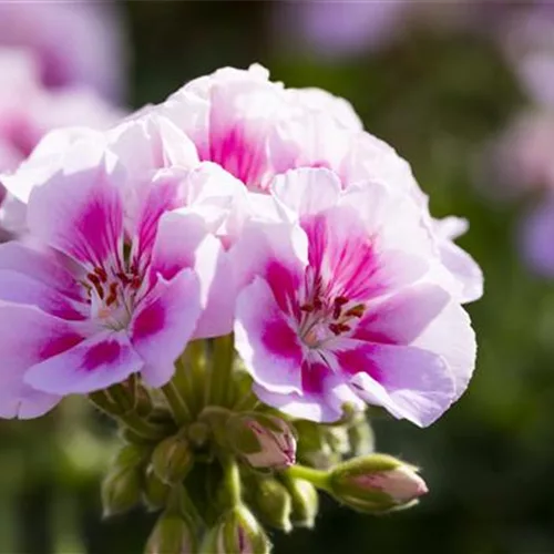 Geranie stehend 'Kristiana', rosa-pinke Blüte