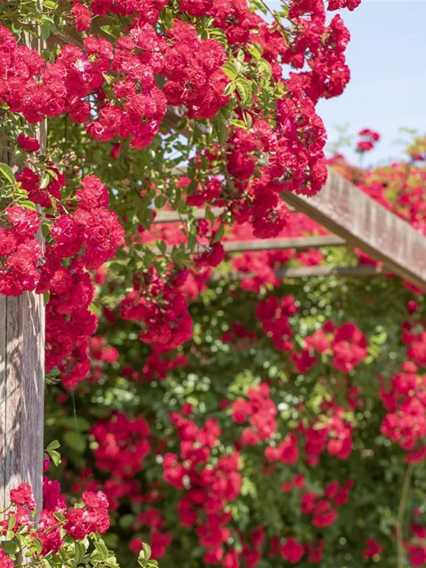 Wie Kletterrosen Hauswände, Rosenbögen und Gärten veredeln