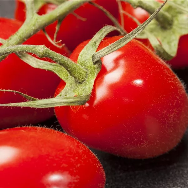 Pflaumen-Cherry-Tomate 'Dasher' - 'Mirado Red'