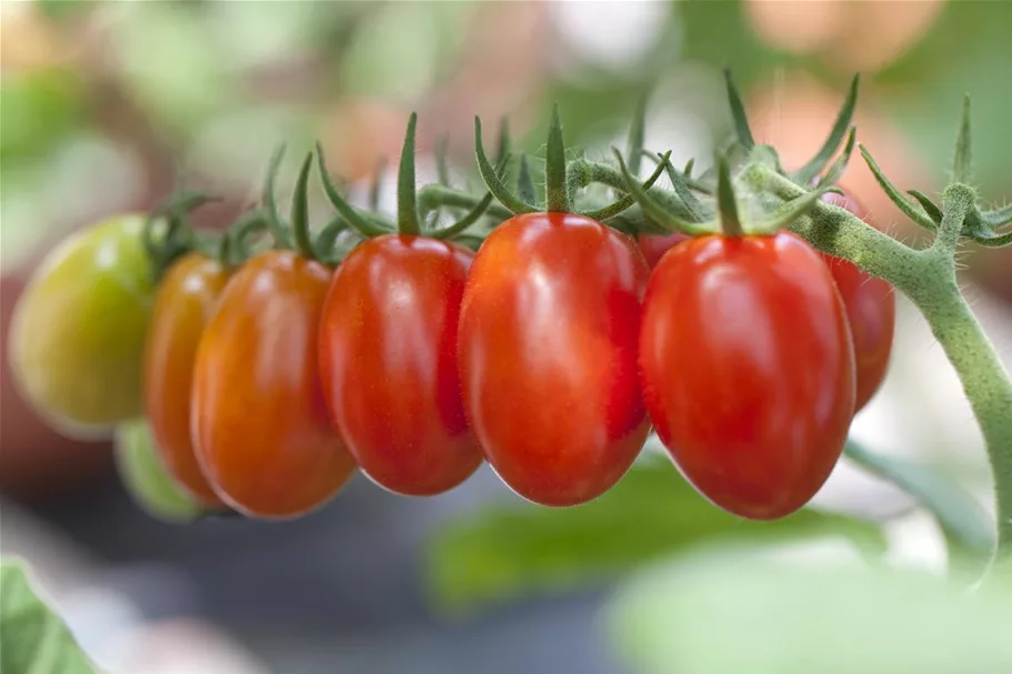 Pflaumen-Cherry-Tomate 'Dasher' - 'Mirado Red' 11 cm
