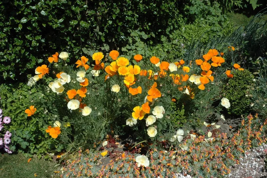 Kalifornischer Mohn-Samen Inhalt reicht für ca. 120 Pflanzen