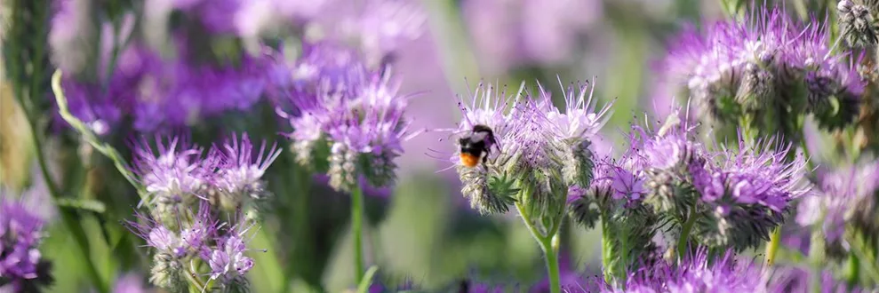 Gründüngungs-Pflanzen als ideale Bienenweide!