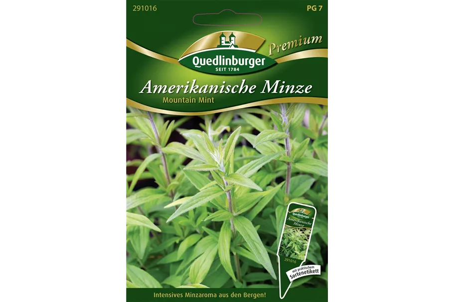 Amerikanische Minze-Samen 'Mountain Mint' Packungsinhalt reicht für ca. 100 Pflanzen