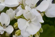 Zonal-Pelargonien-Samen Inhalt reicht für ca. 10 Pflanzen