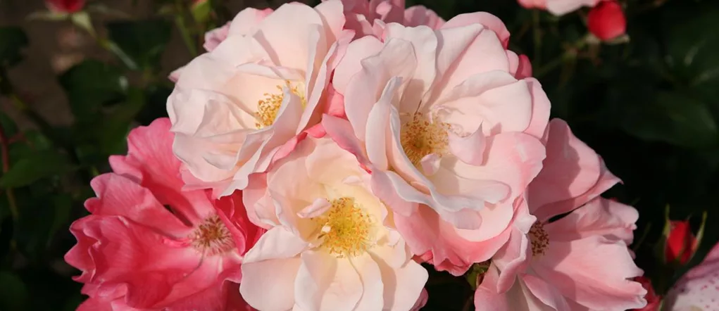 Rosa 'Roseromantic'® (Roseromantic_4.jpg)
