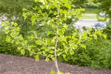 Fächerblattbaum Topfgröße 5 Liter / Höhe 60-80cm