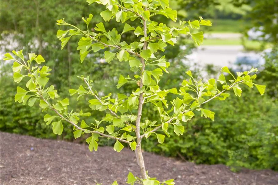 Fächerblattbaum Topfgröße 5 Liter / Höhe 60-80cm