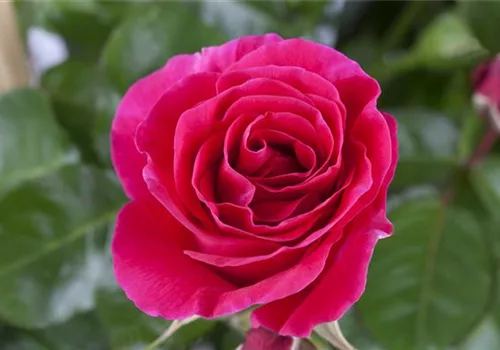 Herbst - Pflanzzeit für Rosen