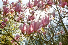 Tulpen-Magnolie 'Pickard´s Schmetterling' Topfgröße 5 Liter / Höhe 50-60cm